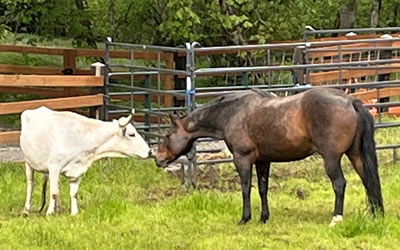 Cow and Horse Friends