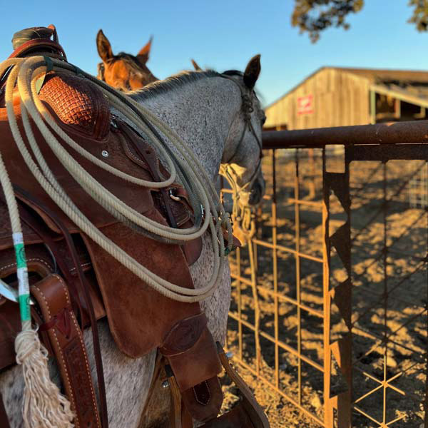 Horses by the barn