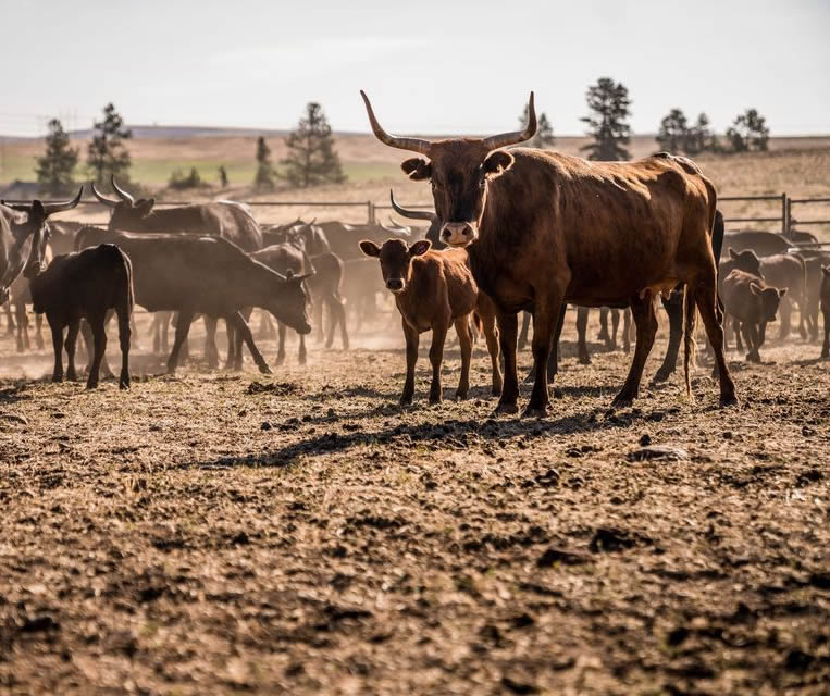 Corriente Cattle