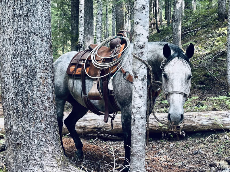 Horse behind a tree, with Rope attached to saddle